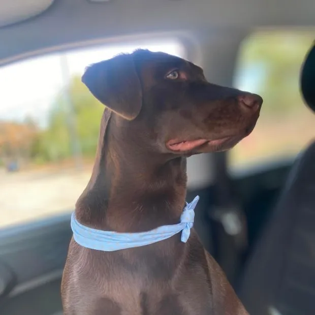 Chocolate Labrador wearing a handmade blue polka-dot dog bandana
